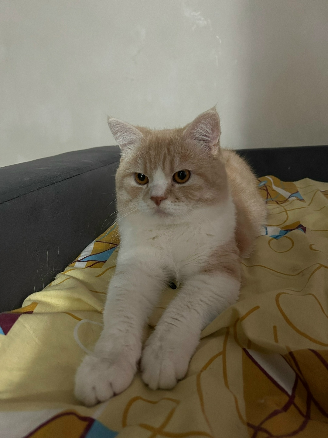 Пропала кошка в Ростове-на-Дону — фото объявления