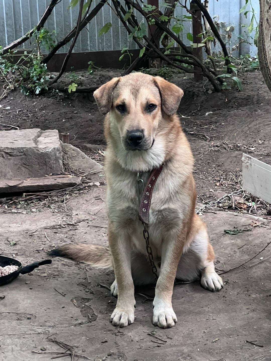 Пропала собака в Ростове-на-Дону — фото объявления