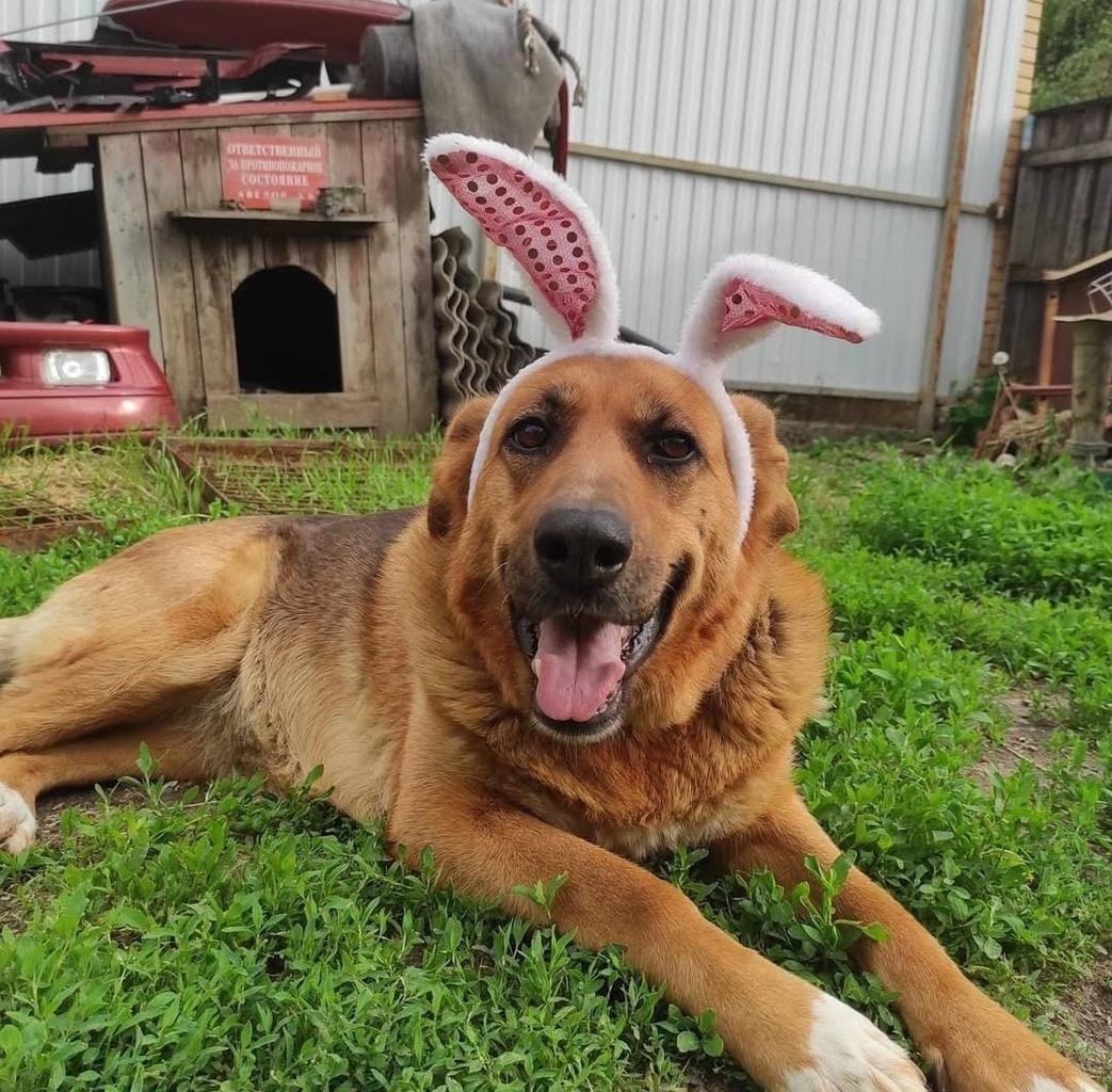 Пропала собака в Ростове-на-Дону — фото объявления