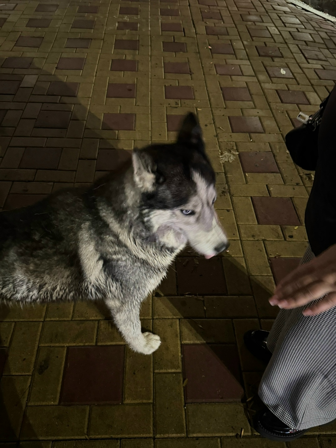 Пропала собака в Ростове-на-Дону — фото объявления