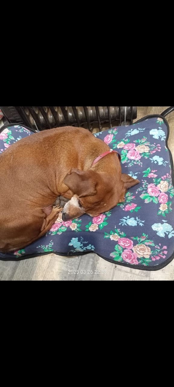 Пропала собака в Ростове-на-Дону — фото объявления