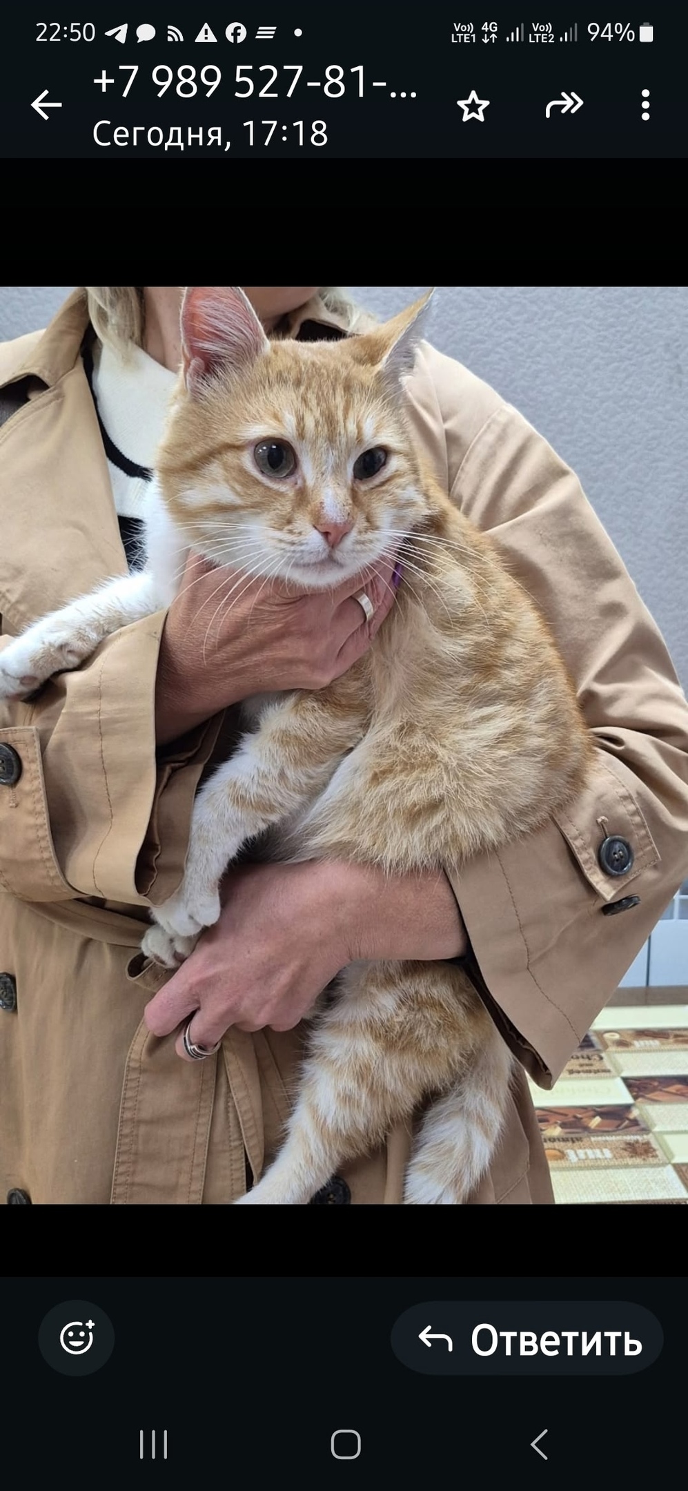 Пропала кошка в Ростове-на-Дону — фото объявления