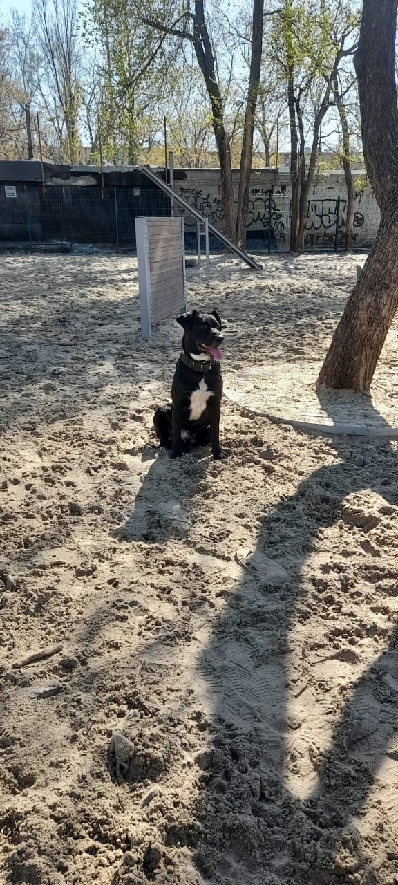 Пропала собака в Ростове-на-Дону — фото объявления