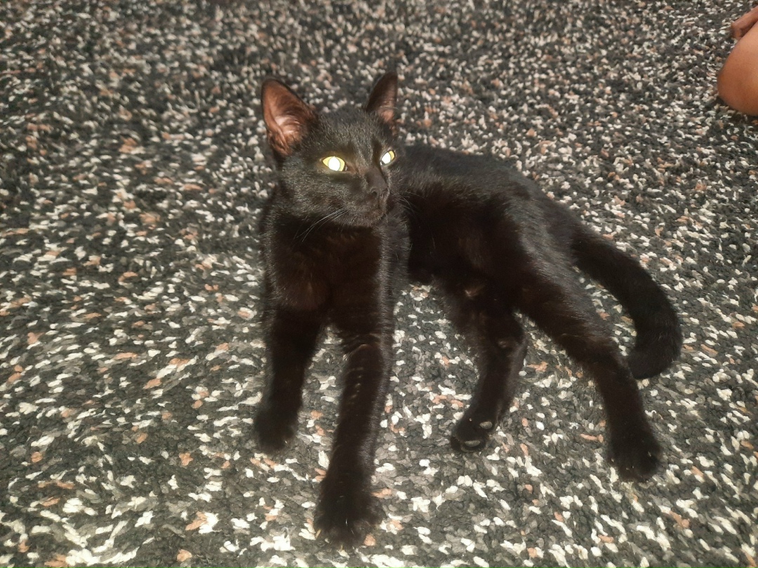 Пропала кошка в Ростове-на-Дону — фото объявления