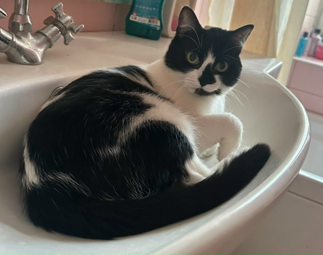 Пропала кошка в Ростове-на-Дону — фото объявления