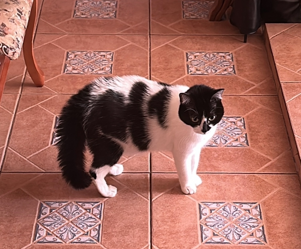 Пропала кошка в Ростове-на-Дону — фото объявления