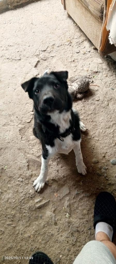 Пропала собака в Ростове-на-Дону — фото объявления