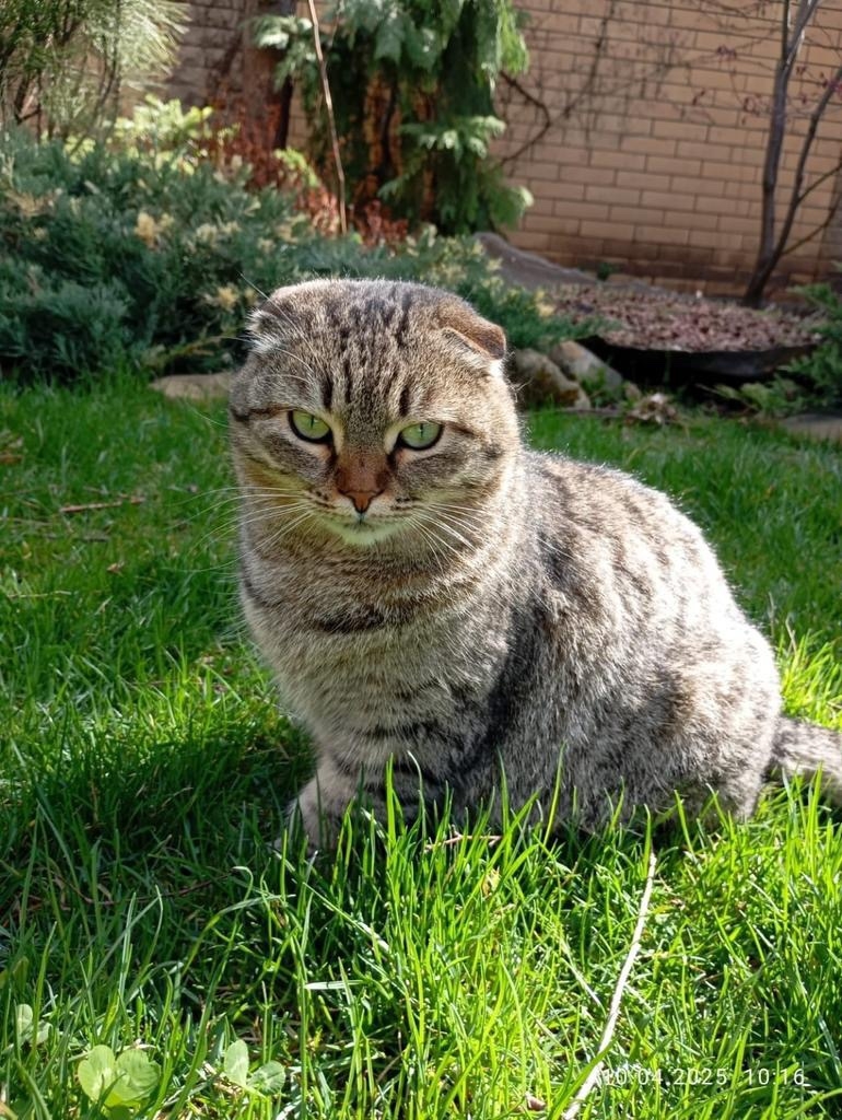 Пропала кошка в Ростове-на-Дону — фото объявления