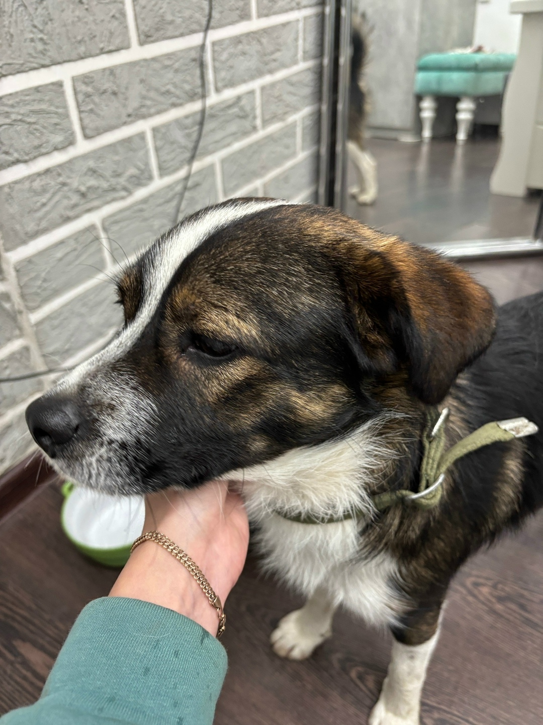 Найдена собака в Ростове-на-Дону — фото объявления