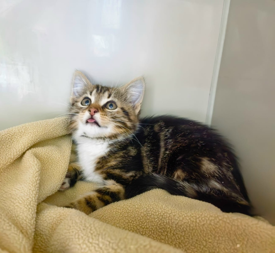 Найдена кошка в Ростове-на-Дону — фото объявления