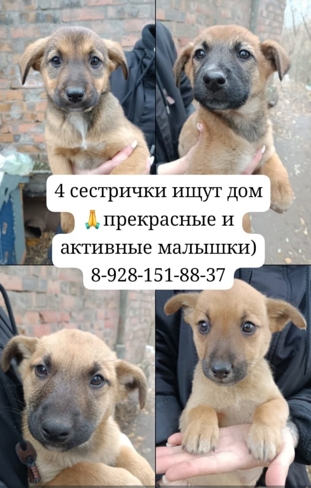 Найдена собака в Ростове-на-Дону — фото объявления