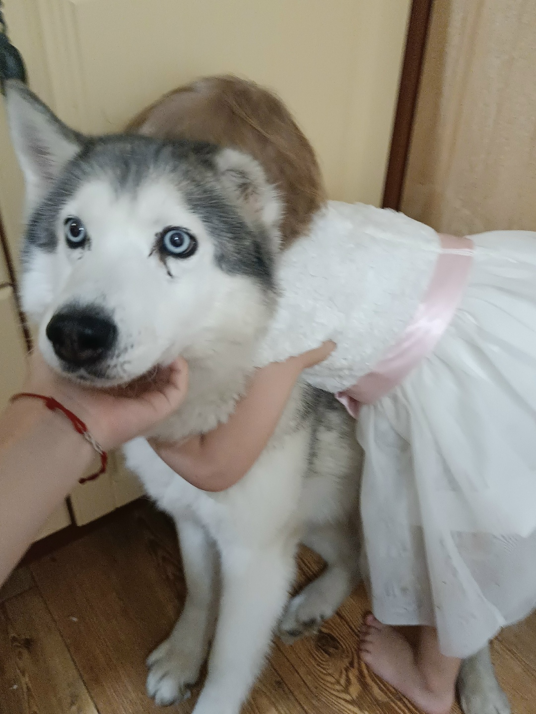 Пропала собака в Ростове-на-Дону — фото объявления