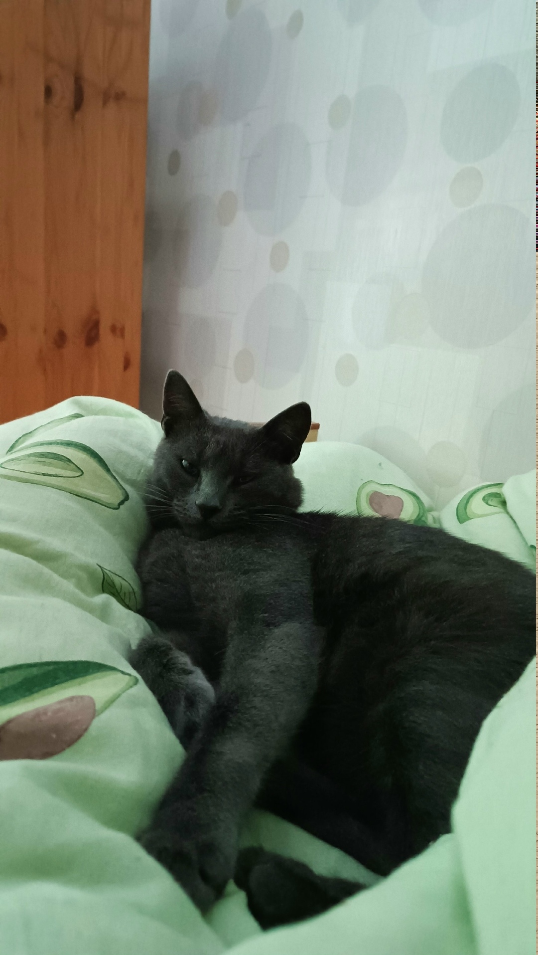 Пропала кошка в Ростове-на-Дону — фото объявления