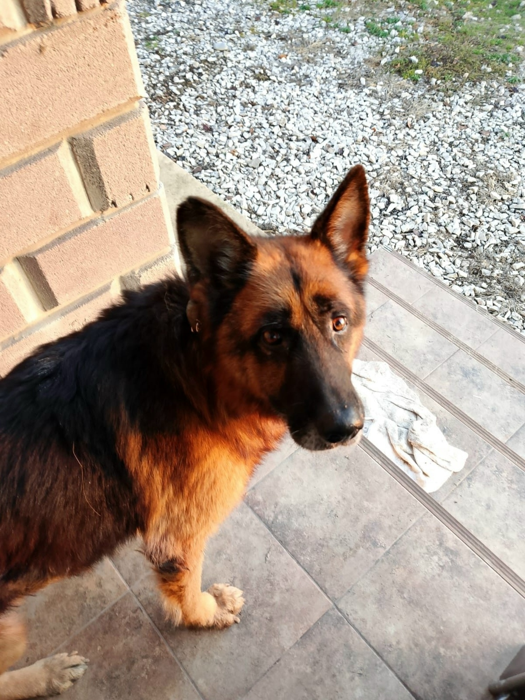 Найдена собака в Ростове-на-Дону — фото объявления