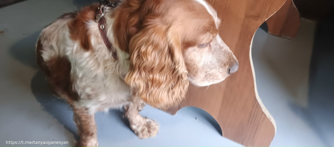 Найдена собака в Ростове-на-Дону — фото объявления