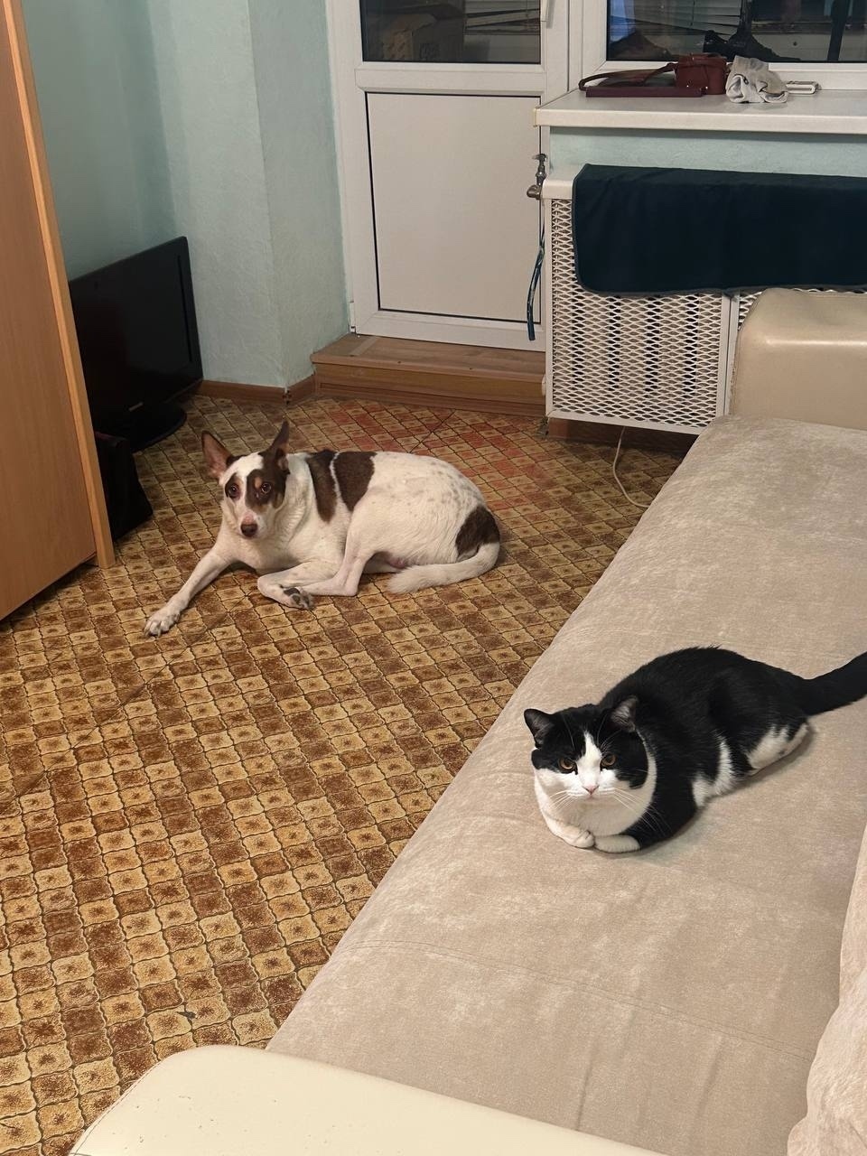 Пропала кошка в Ростове-на-Дону — фото объявления