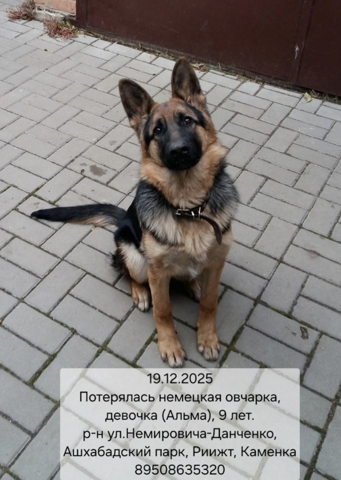 Пропала собака в Ростове-на-Дону — фото объявления