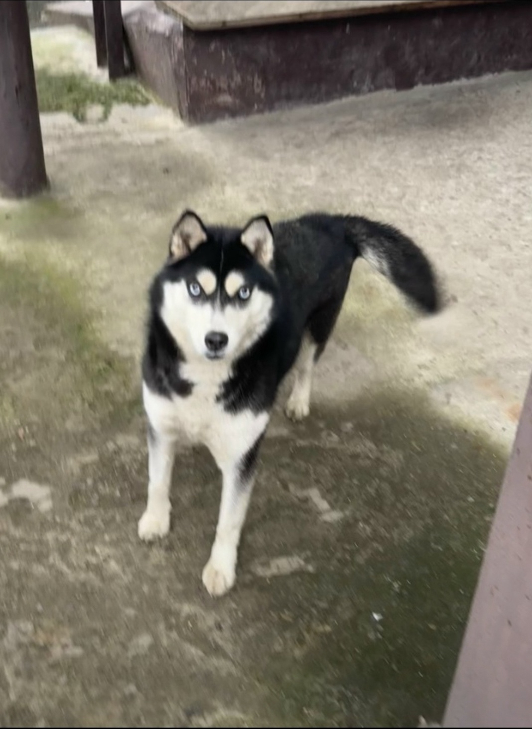 Найдена собака в Ростове-на-Дону — фото объявления