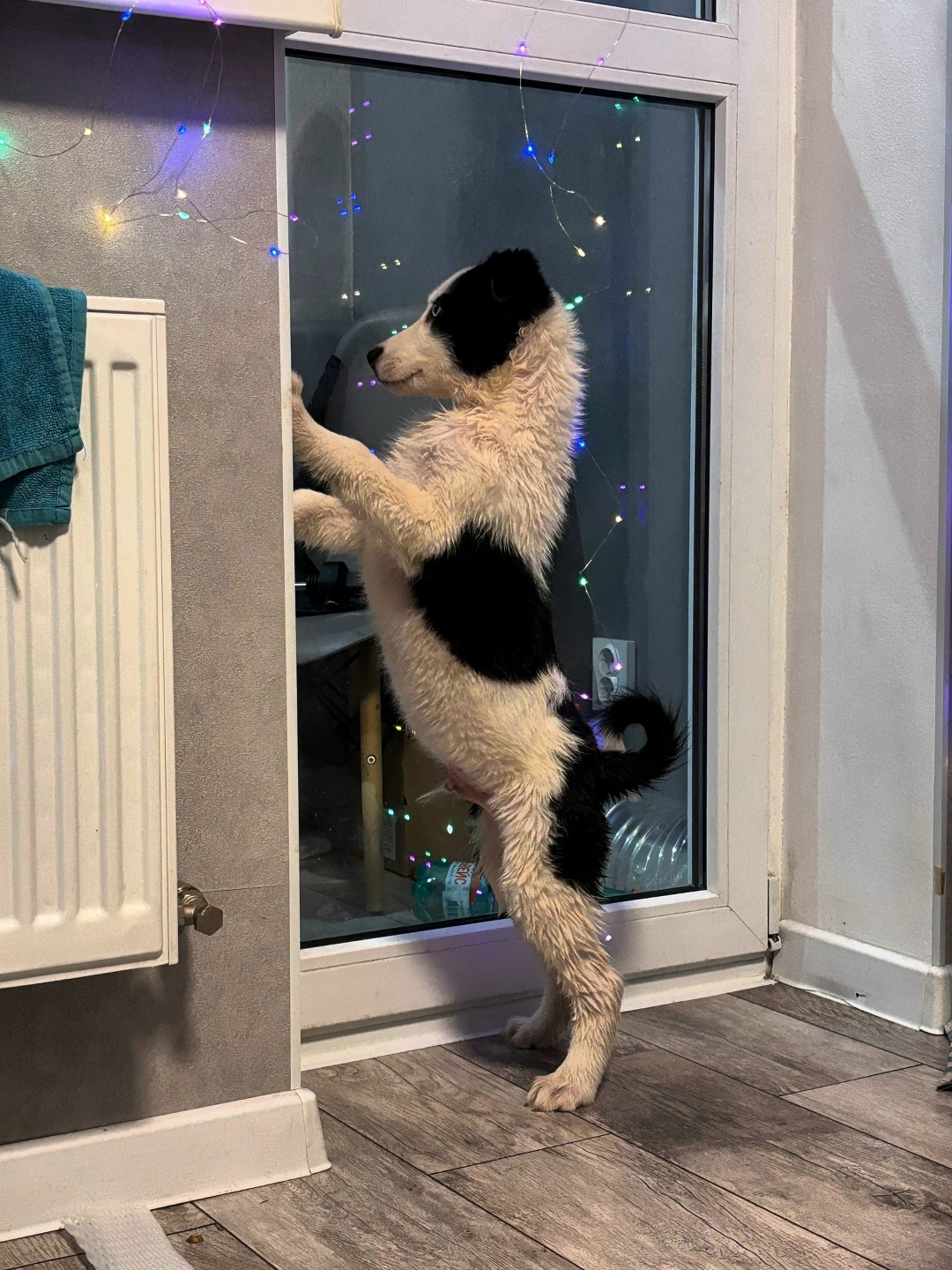 Найдена собака в Ростове-на-Дону — фото объявления