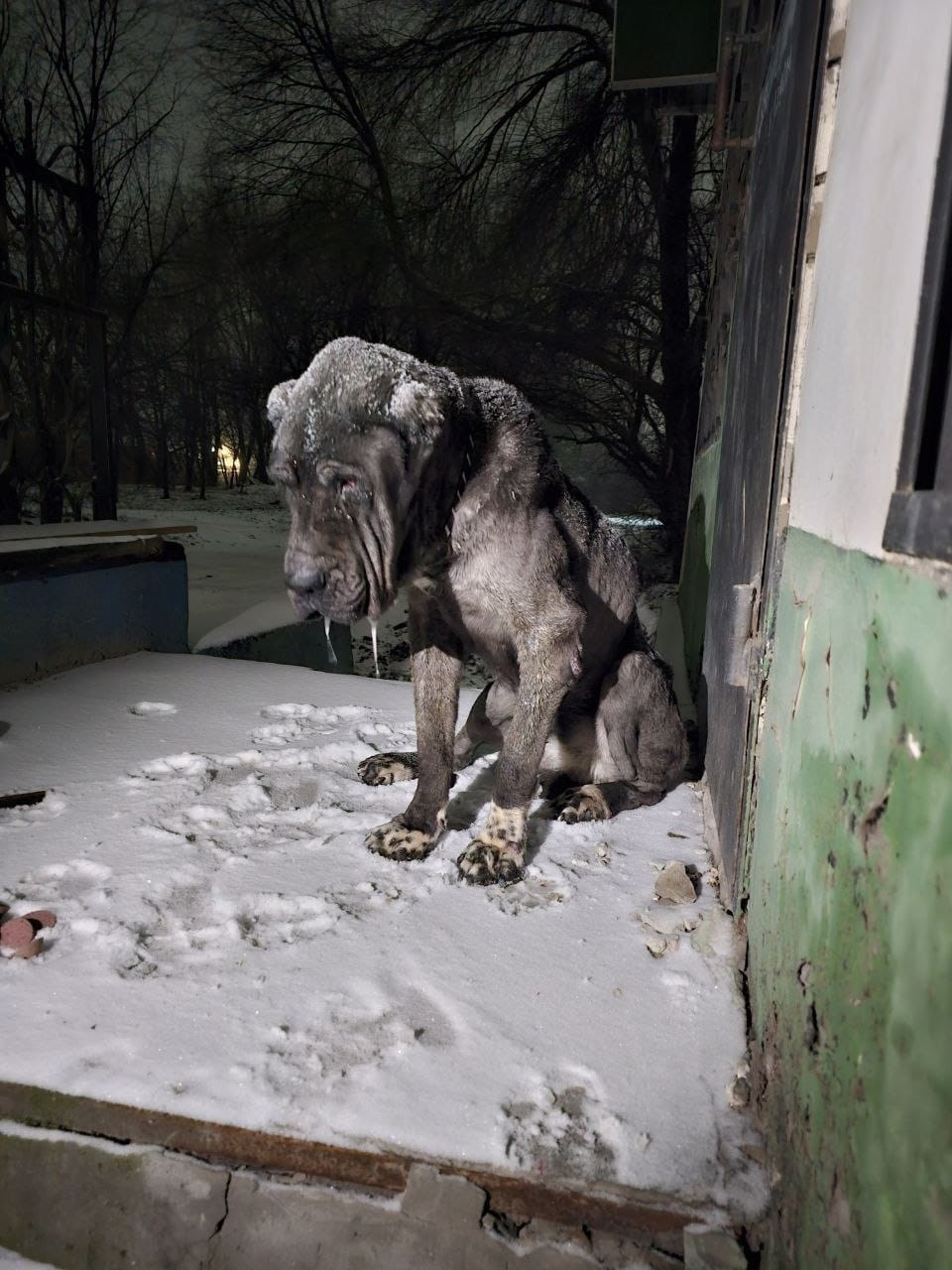 Пропала собака в Ростове-на-Дону — фото объявления