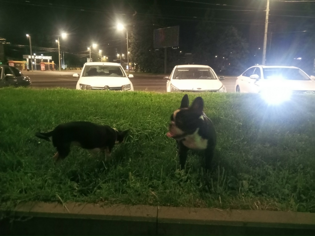 Пропала собака в Ростове-на-Дону — фото объявления