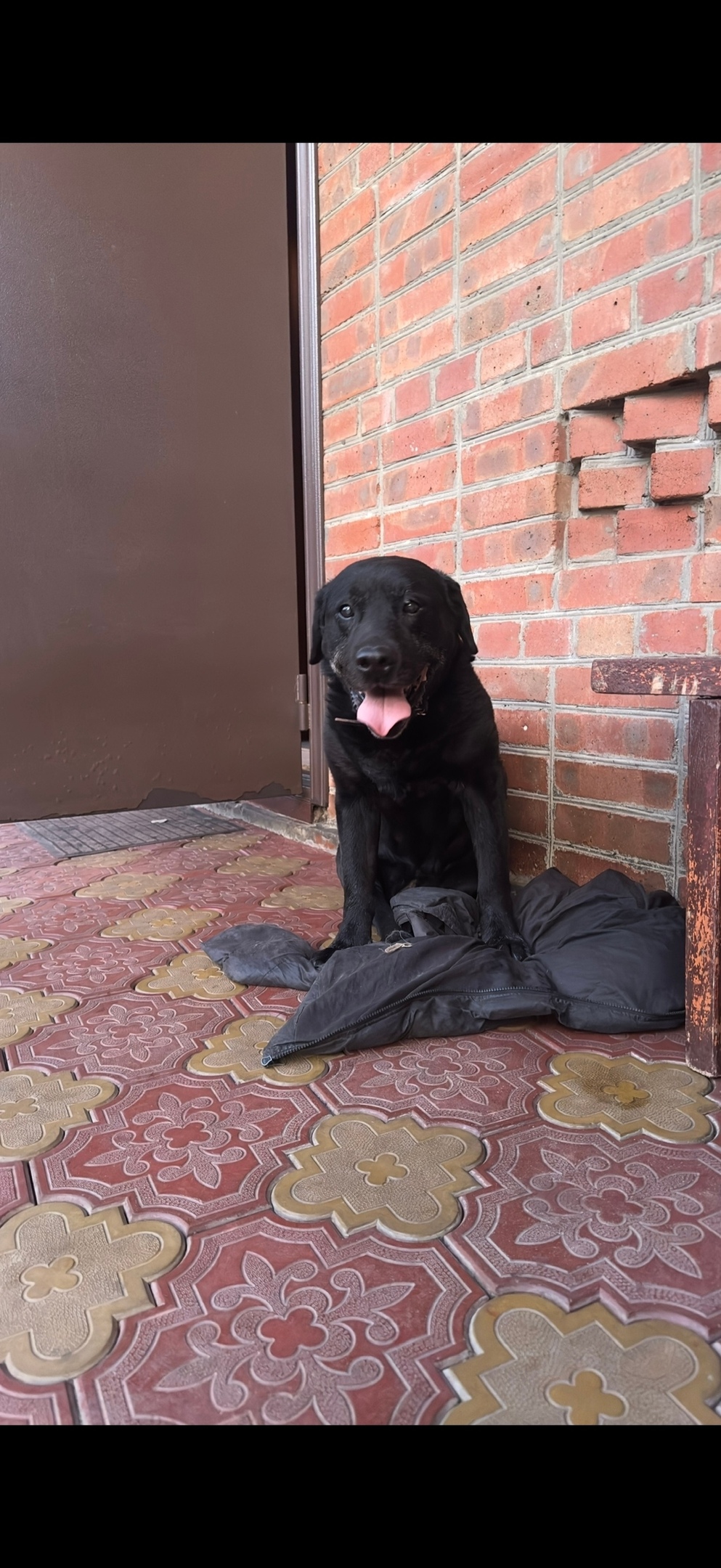 Пропала собака в Ростове-на-Дону — фото объявления