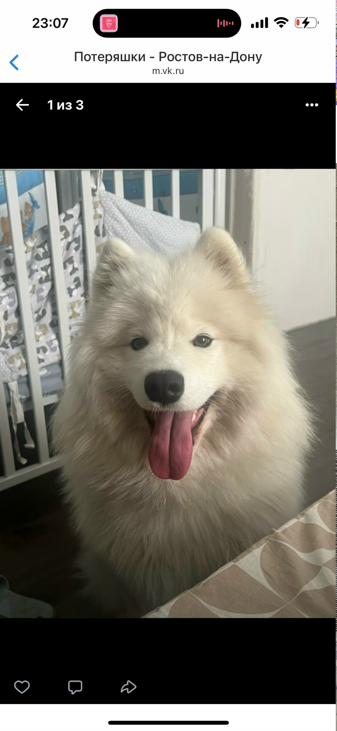 Пропала собака в Ростове-на-Дону — фото объявления