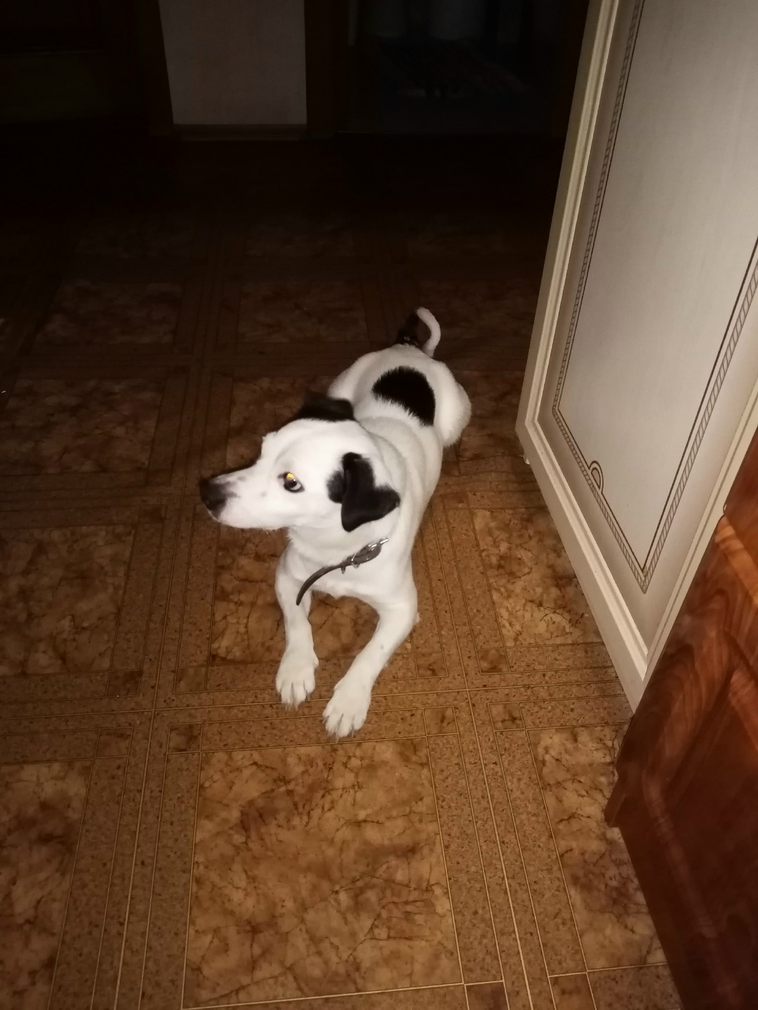 Пропала собака в Ростове-на-Дону — фото объявления