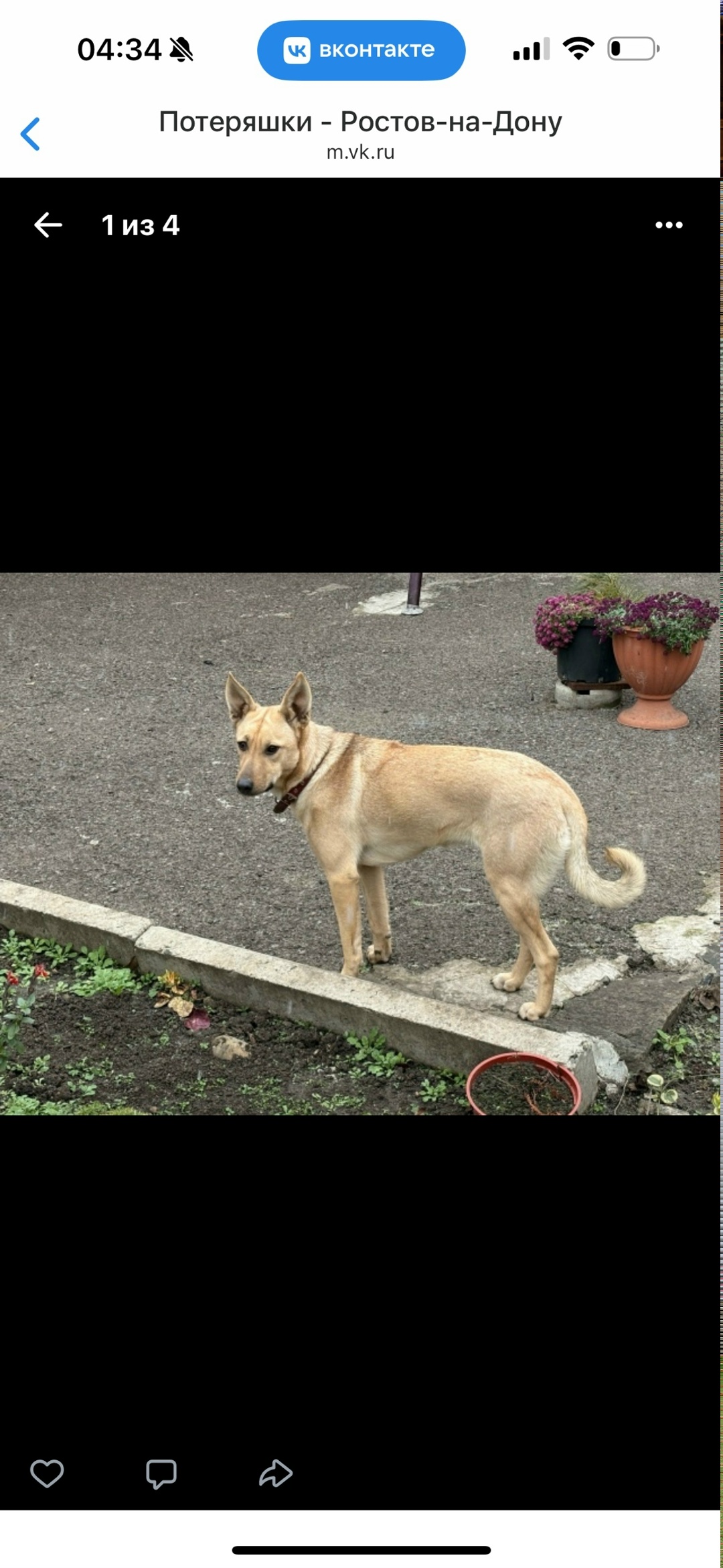 Пропала собака в Ростове-на-Дону — фото объявления