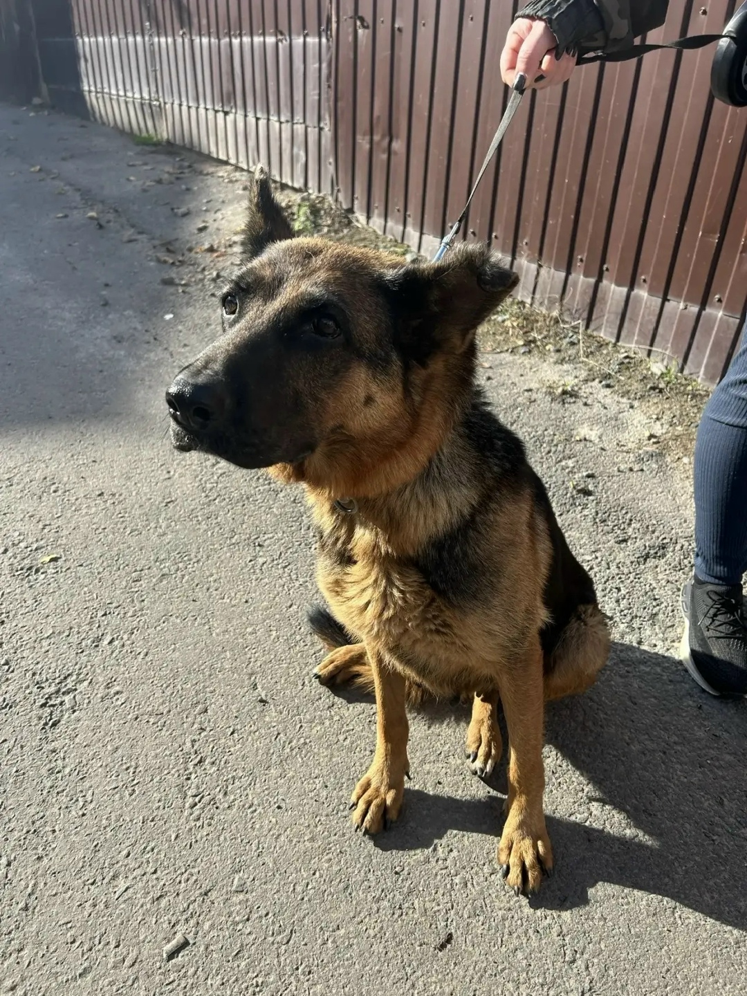 Найдена собака в Ростове-на-Дону — фото объявления