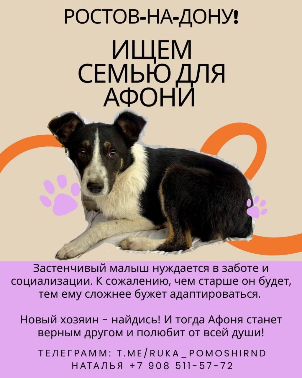 Найдена собака в Ростове-на-Дону — фото объявления