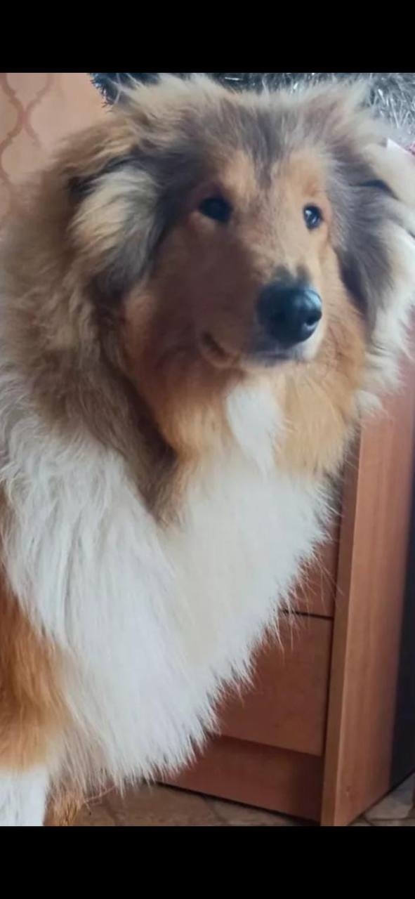 Пропала собака в Ростове-на-Дону — фото объявления