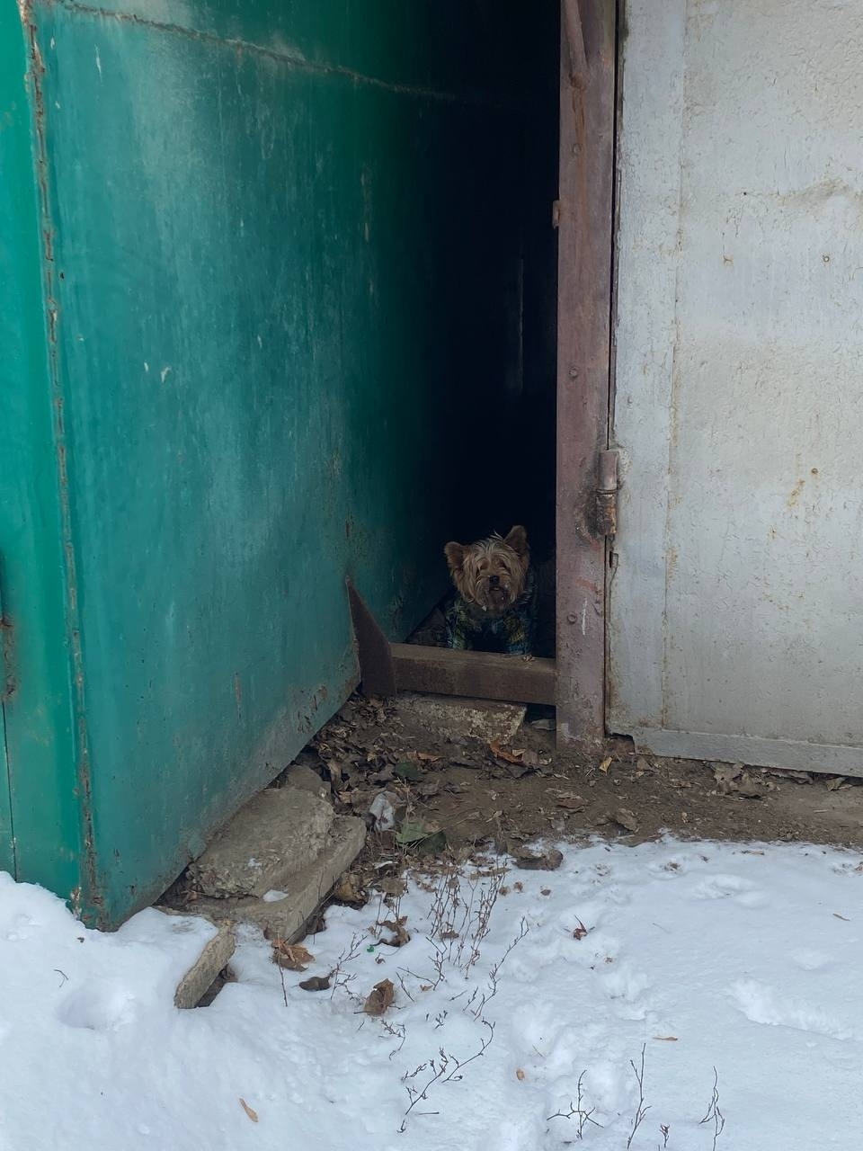 Пропала собака в Ростове-на-Дону — фото объявления