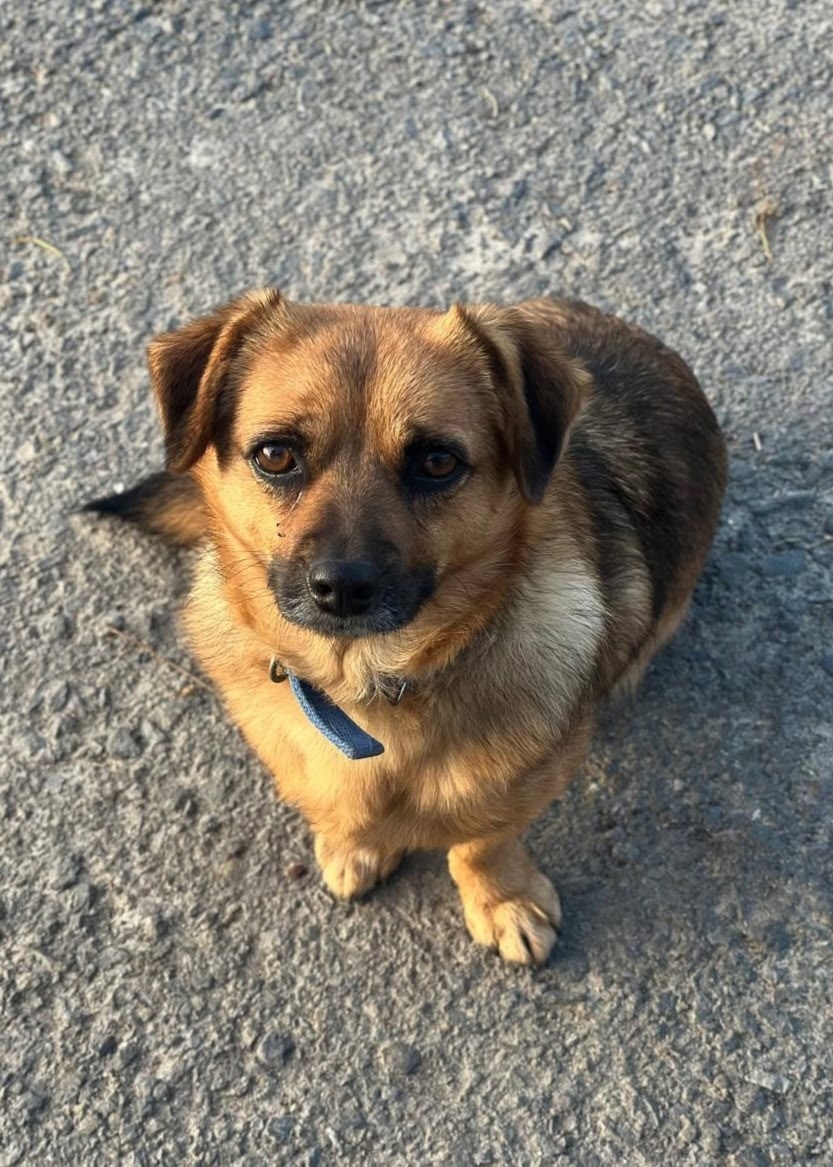 Найдена собака в Ростове-на-Дону — фото объявления