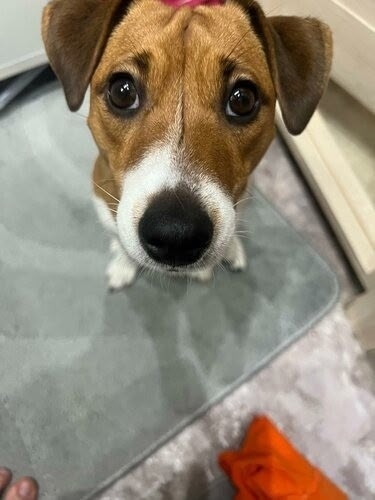 Пропала собака в Ростове-на-Дону — фото объявления