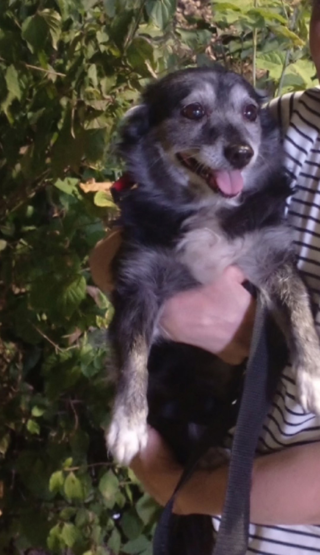 Пропала собака в Ростове-на-Дону — фото объявления