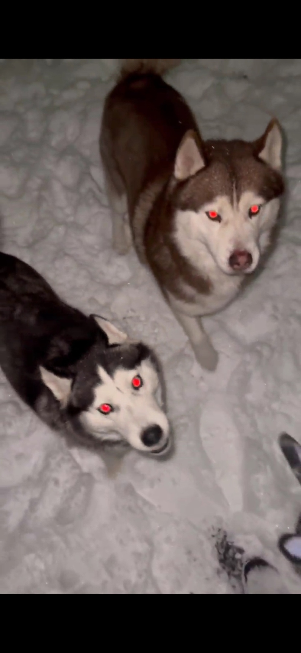 Пропала собака в Ростове-на-Дону — фото объявления