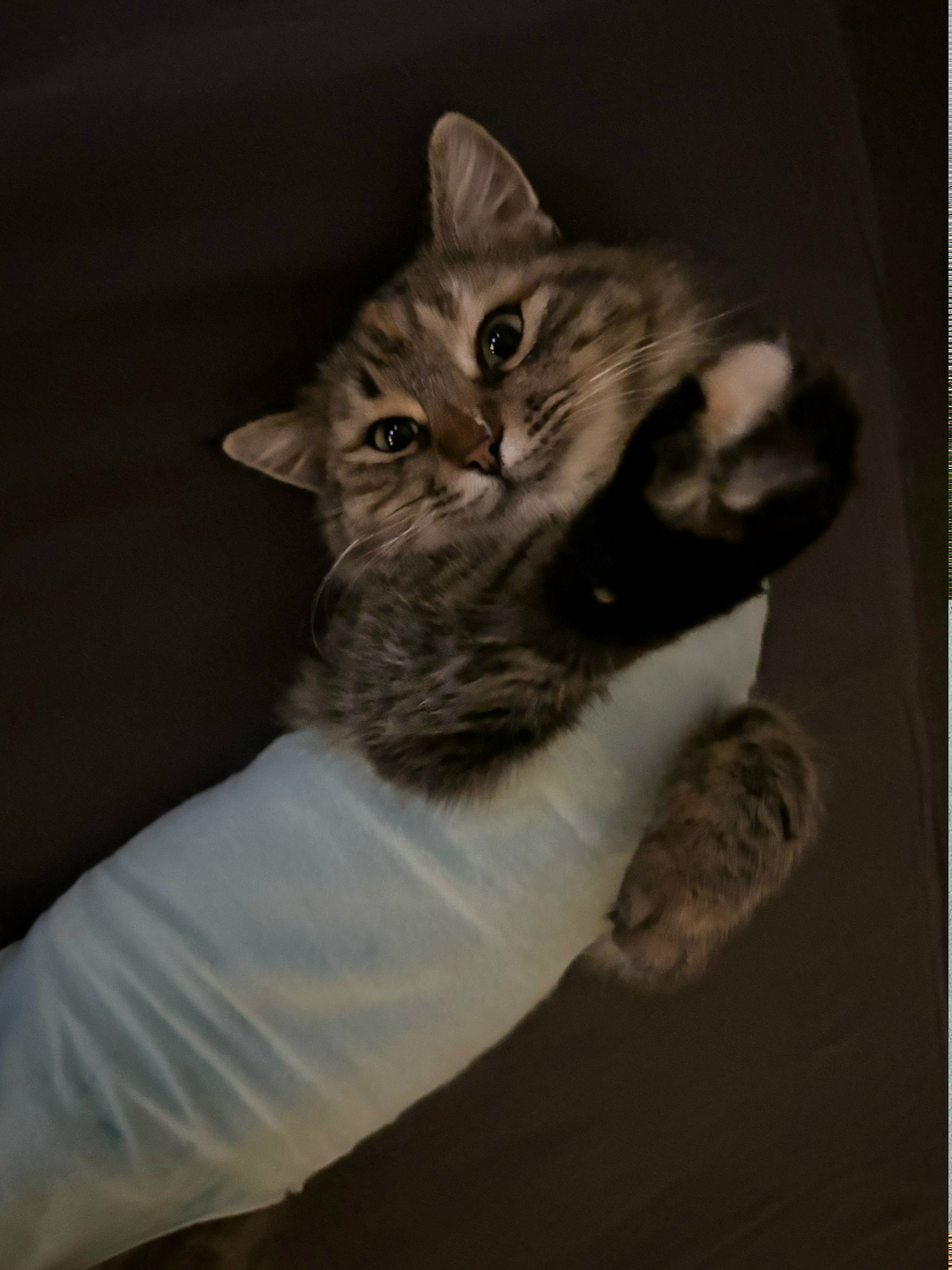 Найдена кошка в Ростове-на-Дону — фото объявления