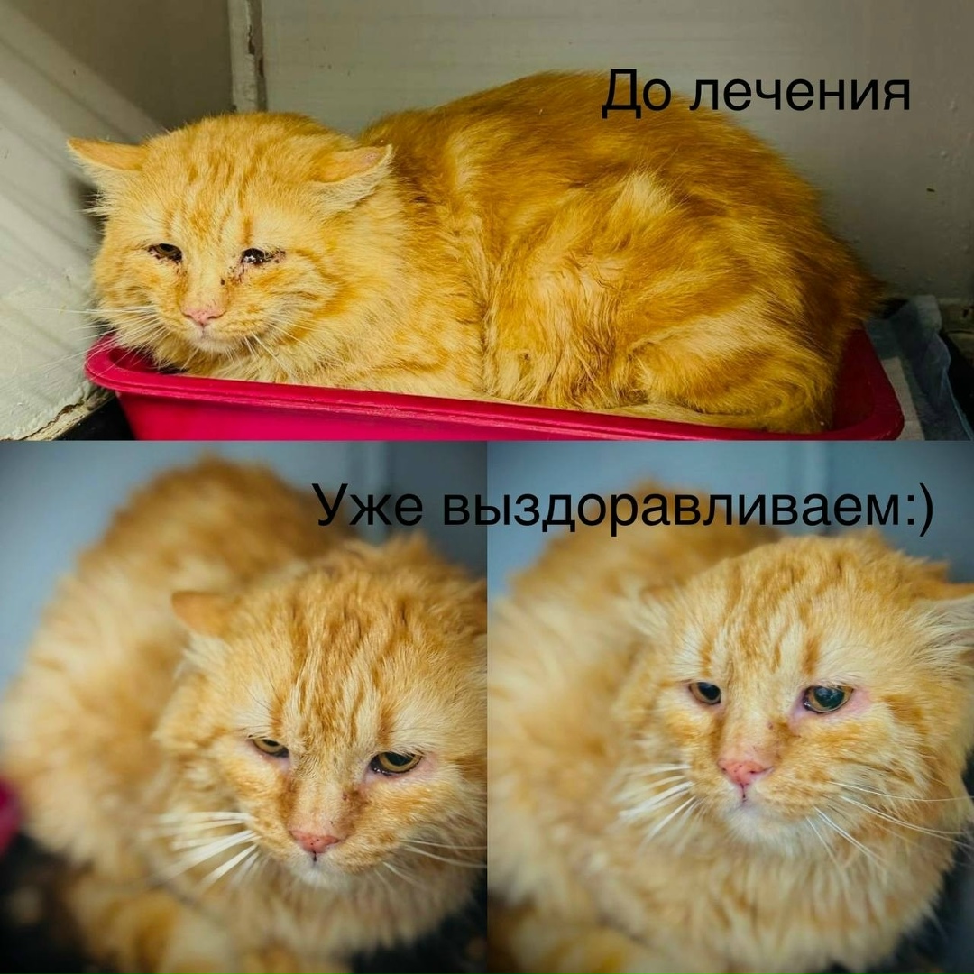 Найдена кошка в Ростове-на-Дону — фото объявления