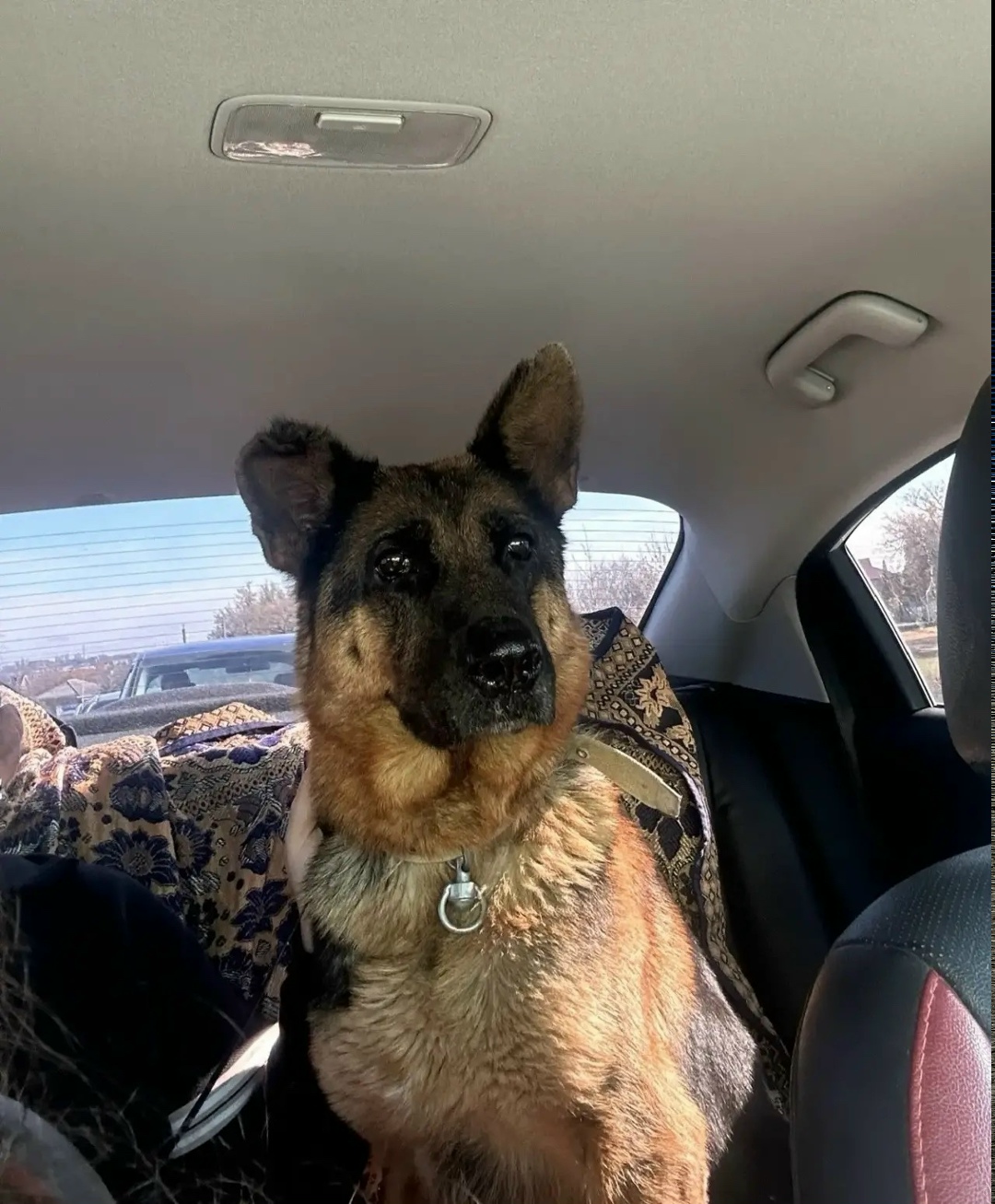 Найдена собака в Ростове-на-Дону — фото объявления