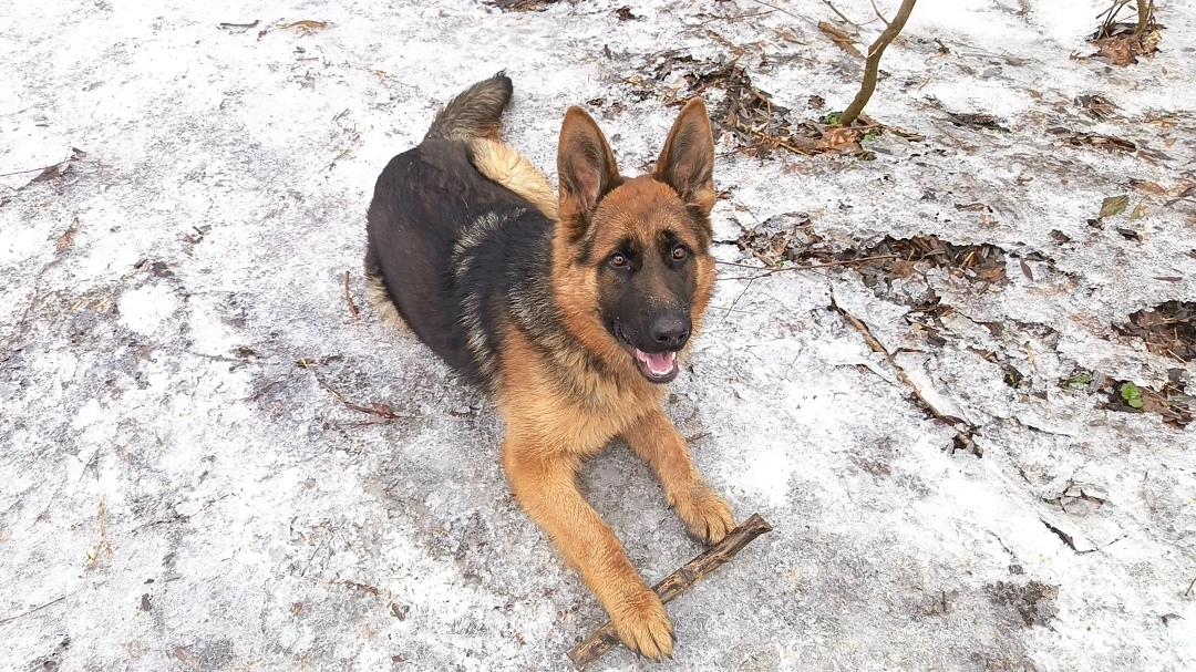 Пропала собака в Ростове-на-Дону — фото объявления