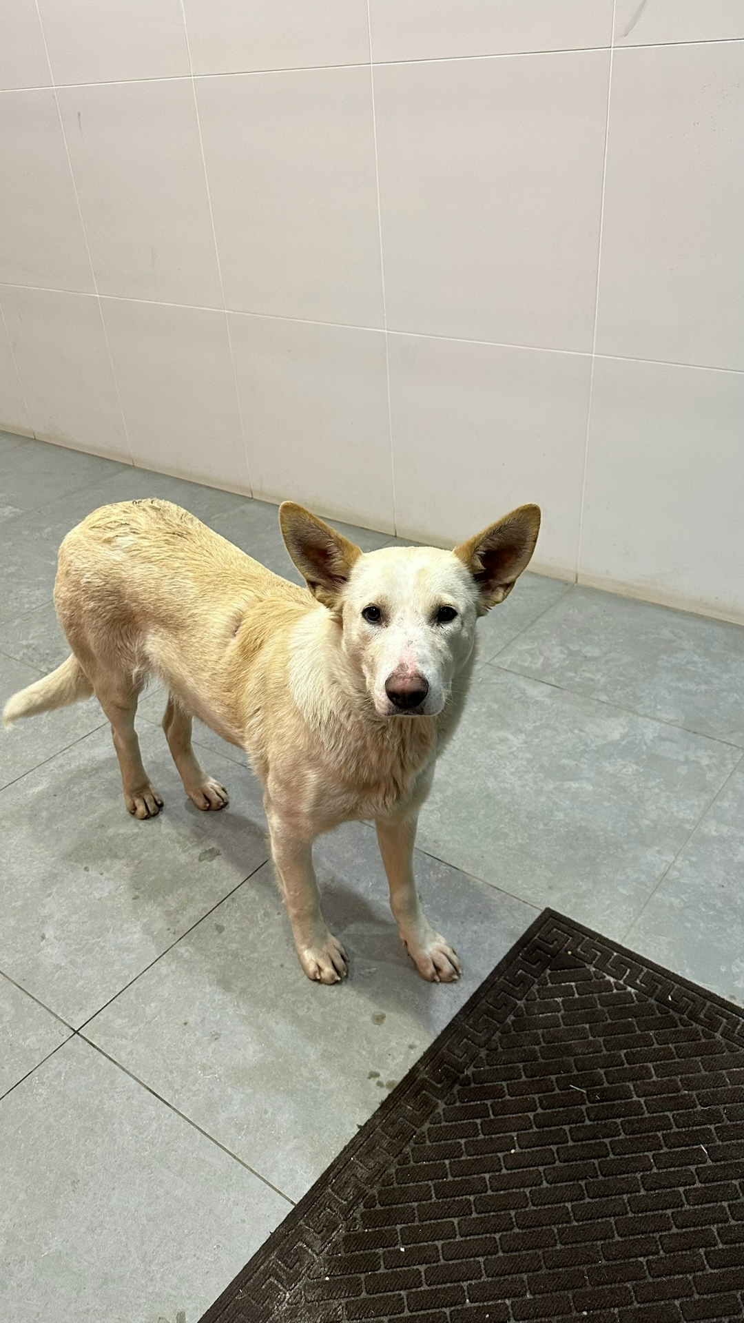 Найдена собака в Ростове-на-Дону — фото объявления