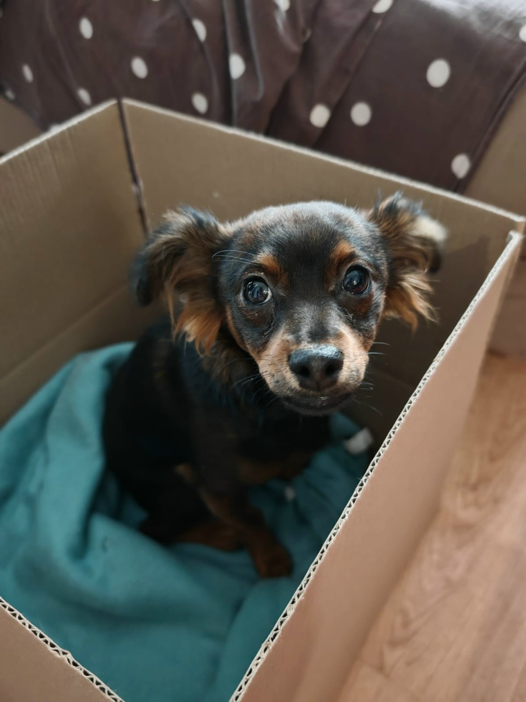 Найдена собака в Ростове-на-Дону — фото объявления