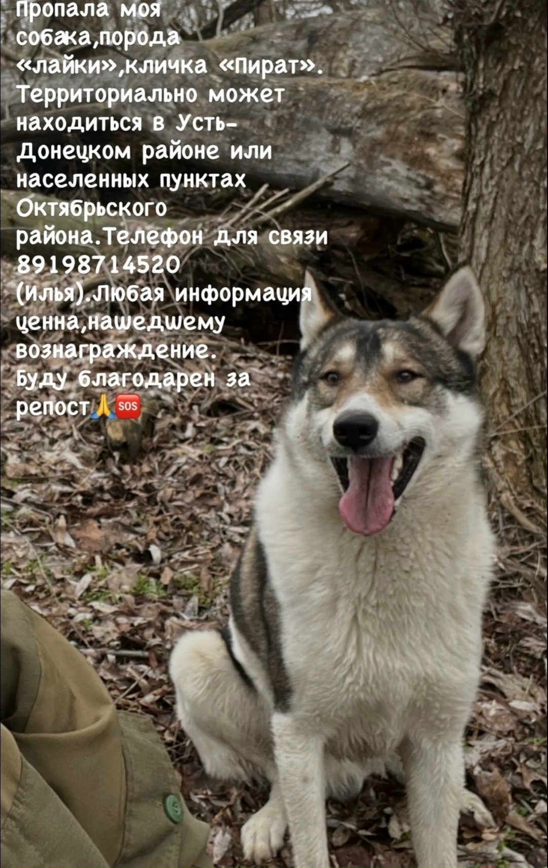 Пропала собака в Ростове-на-Дону — фото объявления