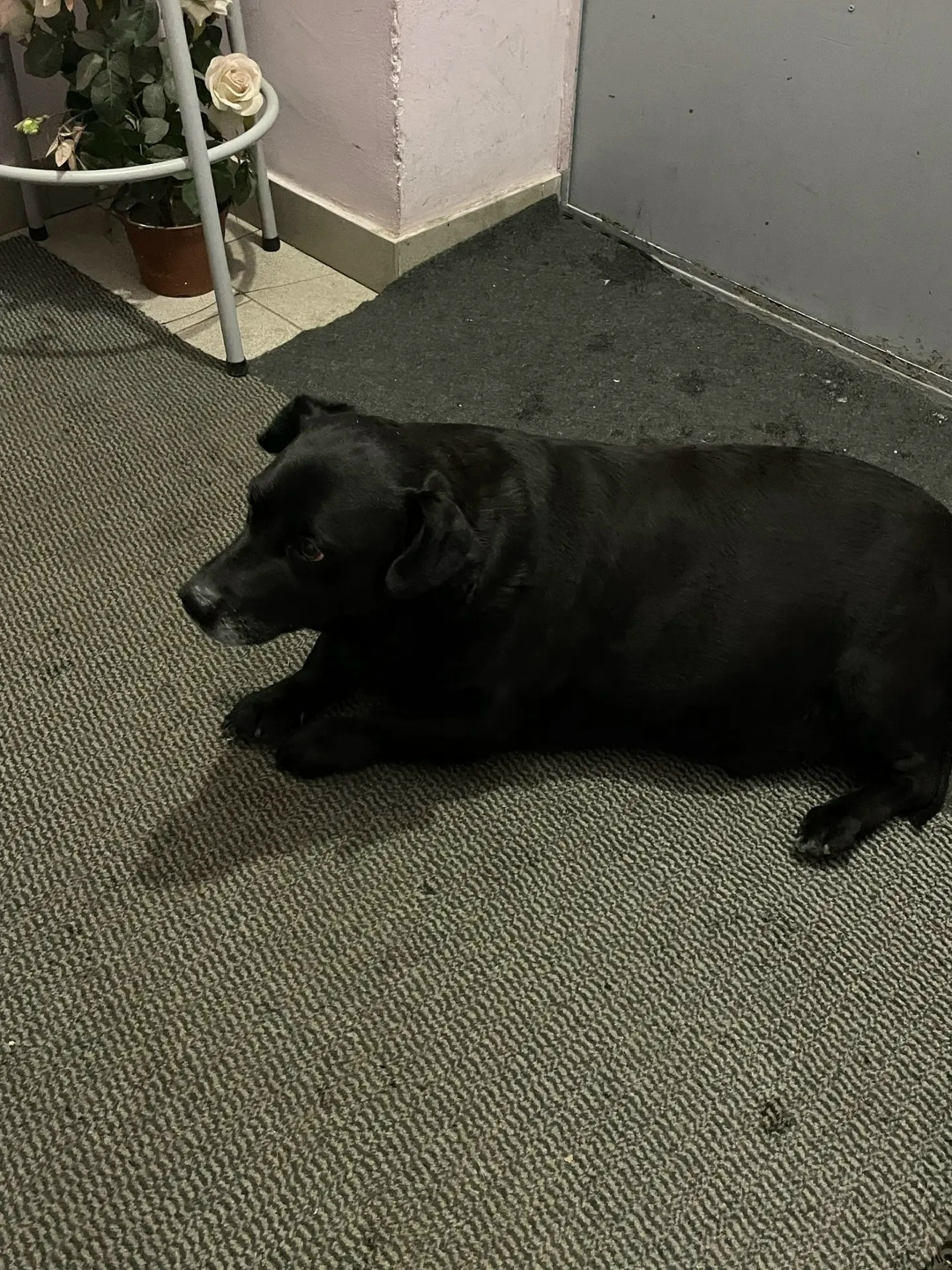 Найдена собака в Ростове-на-Дону — фото объявления