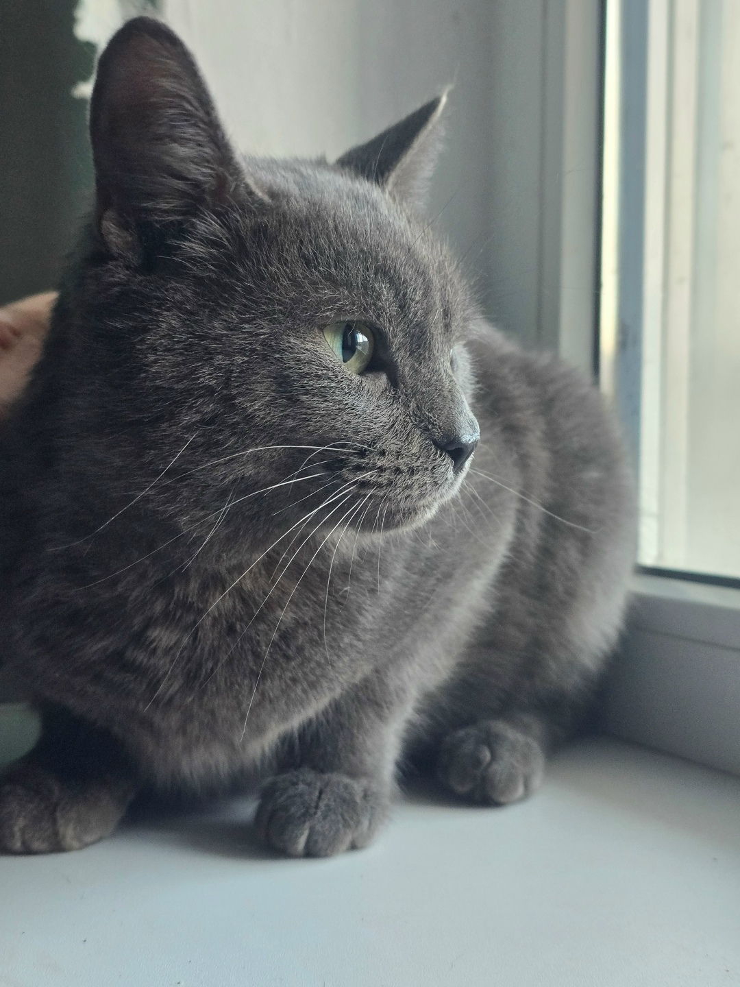 Пропала кошка в Ростове-на-Дону — фото объявления