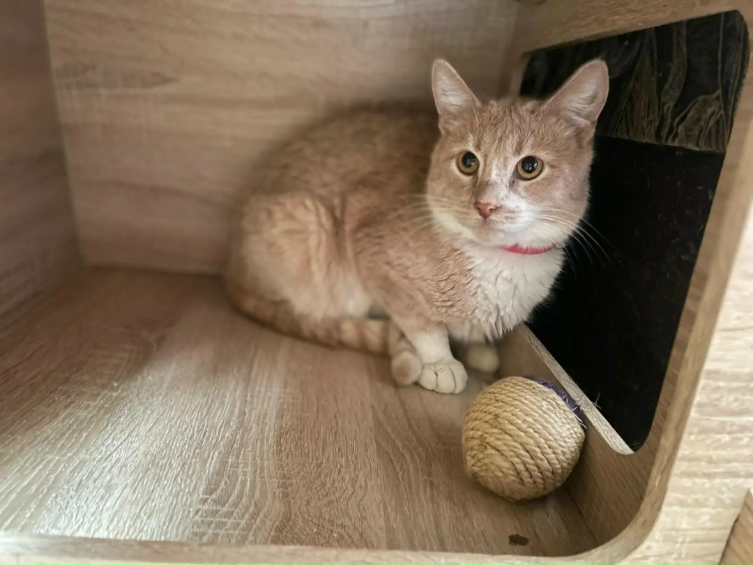 Пропала кошка в Ростове-на-Дону — фото объявления