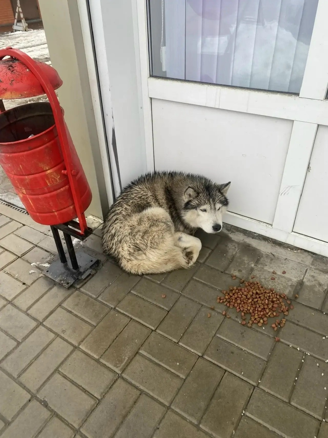 Найдена собака в Ростове-на-Дону — фото объявления