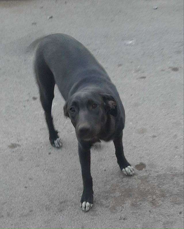 Пропала собака в Ростове-на-Дону — фото объявления