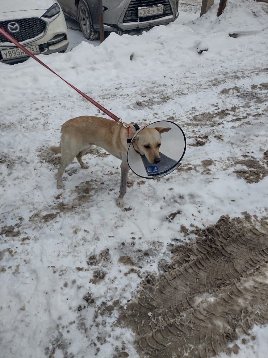 Найдена собака в Ростове-на-Дону — фото объявления